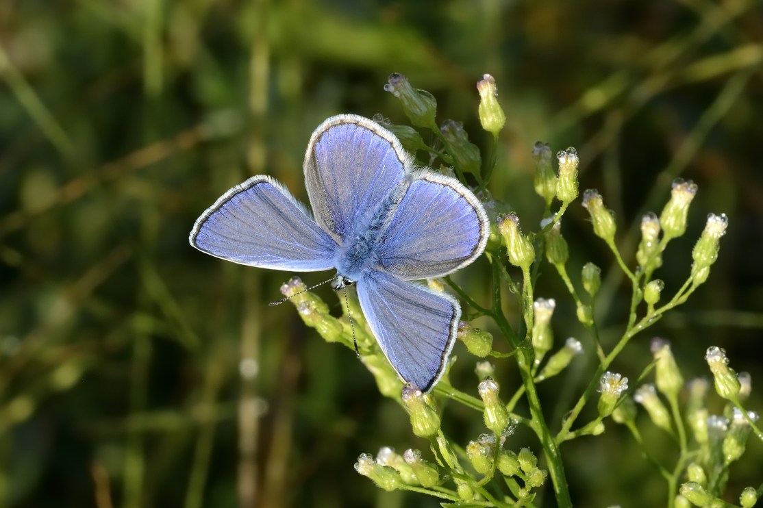 Polyommatus sp. (Lycenidae)